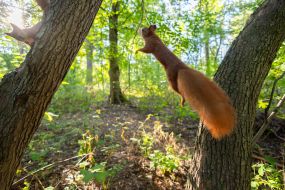 A squirrel in the park