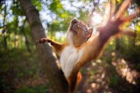 A squirrel in the park