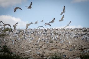 Чайки в повітрі над гораю сміття на полігоні твердих побутових відходів № 5 в селі Підгірці в Київській області