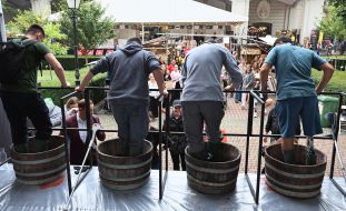 Men crush grapes in barrels with their feet during the "Great Grape Press"