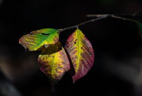 Yellow-brown leaves on a branch