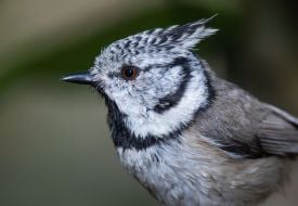 Tit
