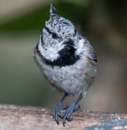 Tit