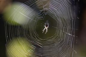 Spider on a web