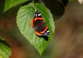 Butterfly peacock eye