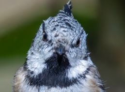 Tit