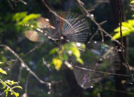 spider web