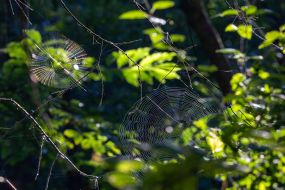 spider web