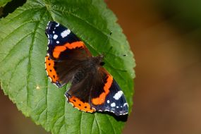 Butterfly peacock eye