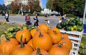 Pumpkins