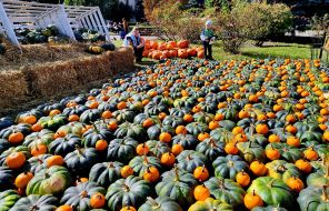 Pumpkins