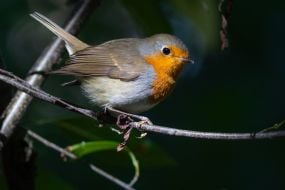 European robin