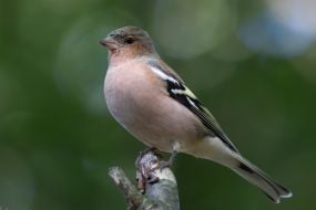 Erithacus rubecula