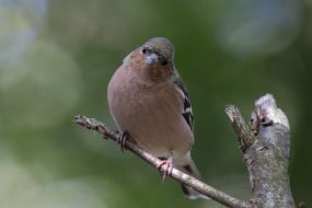 Erithacus rubecula