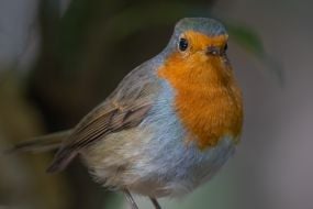 European robin