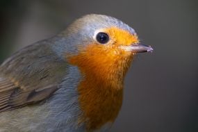 European robin