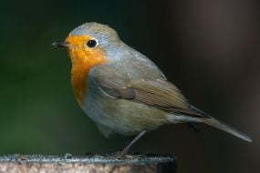 European robin