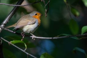 European robin