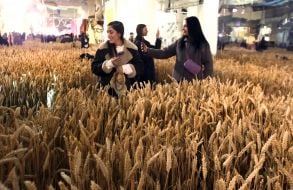 Wheat field