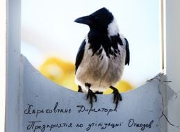 Crow