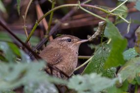 Troglodytes (bird)