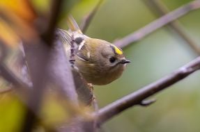 Regulus (bird)