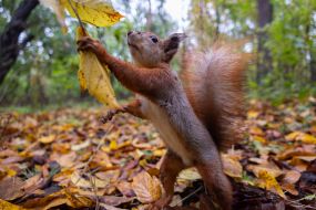 A squirrel in the park