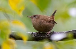 Troglodytes (bird)