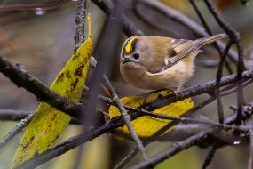 Regulus (bird)