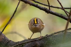 Regulus (bird)