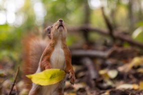 A squirrel in the park