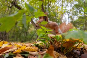 A squirrel in the park