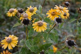 Frost-covered rudbeckia flowers in a flowerbed in Lviv