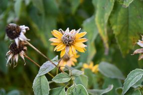 Frost-covered rudbeckia flowers in a flowerbed in Lviv