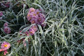 Frost-covered plants in a flowerbed in Lviv