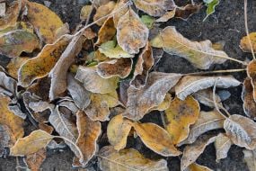 Frost-covered walnut leaves on the ground in Lviv
