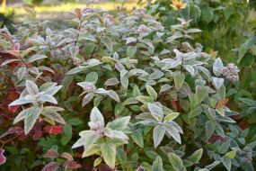 Frost-covered plants in a flowerbed in Lviv