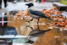 Gray crow