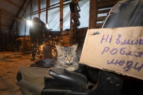 A cat in the workshop of the repair and restoration battalion 57 OMBR
