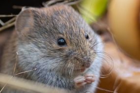 Нориця руда