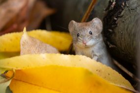 Нориця руда