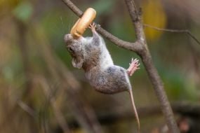 Нориця руда