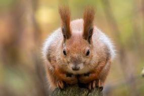 A squirrel in the park