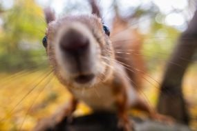 A squirrel in the park