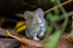 Нориця руда