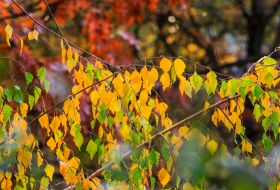 Yellowed birch leaves in one of the parks in Uzhhorod