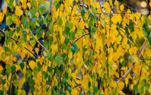 Yellowed birch leaves in one of the parks in Uzhhorod