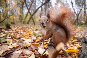 A squirrel in the park
