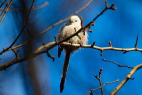 A long-tailed tit sits on a tree branch