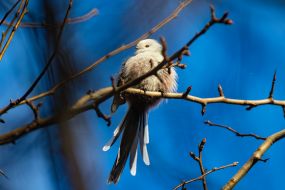 A long-tailed tit sits on a tree branch